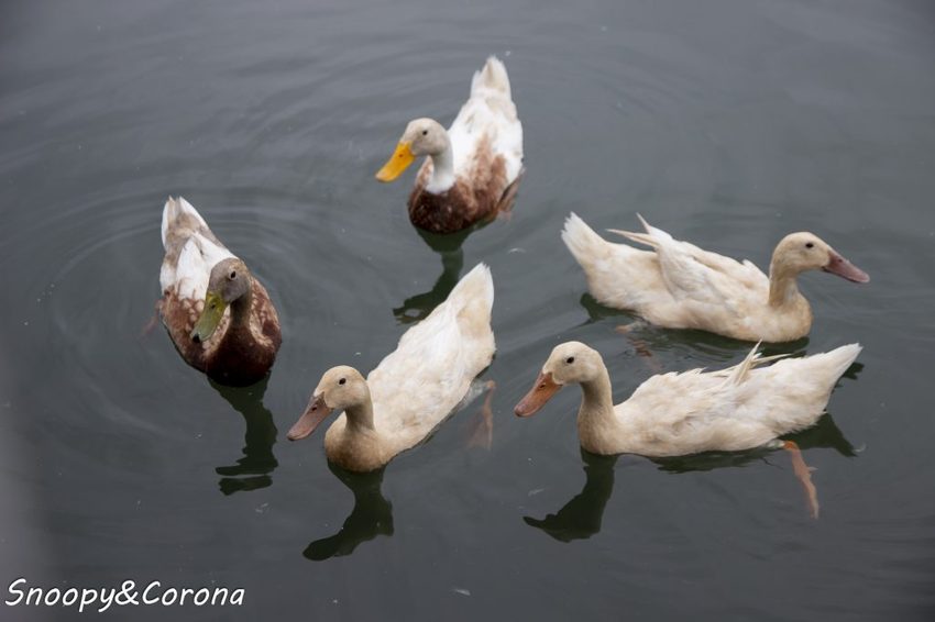 【玩樂．宜蘭】礁溪景點／甲鳥園～五星級清水模鴨舍，餵食鴨鴨、馬賽克DIY、還有好吃鴨蛋糕