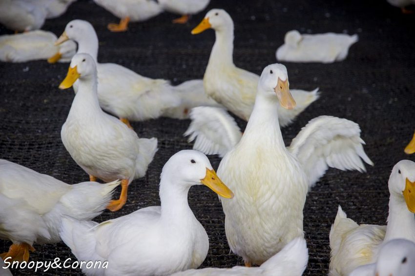 【玩樂．宜蘭】礁溪景點／甲鳥園～五星級清水模鴨舍，餵食鴨鴨、馬賽克DIY、還有好吃鴨蛋糕