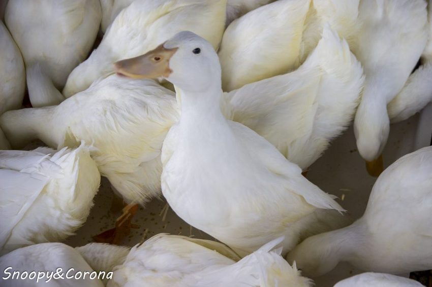 【玩樂．宜蘭】礁溪景點／甲鳥園～五星級清水模鴨舍，餵食鴨鴨、馬賽克DIY、還有好吃鴨蛋糕