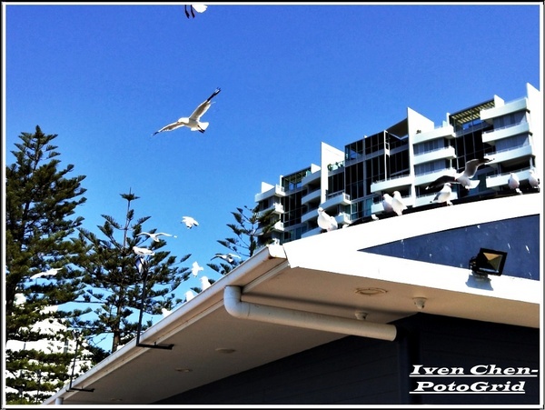 澳洲 黃金海岸(Gold Coast)：《澳洲景點》昆士蘭州黃金海岸魚市場-野生大嘴鳥(鵜鵠)餵食秀/魚市場午餐/2​018.9月澳洲之旅第五部曲-『黃金海岸』