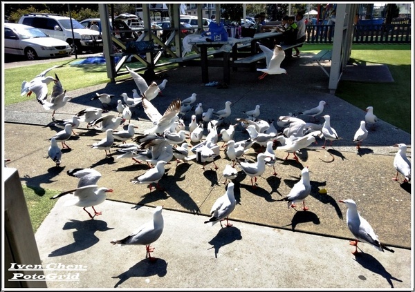 澳洲 黃金海岸(Gold Coast)：《澳洲景點》昆士蘭州黃金海岸魚市場-野生大嘴鳥(鵜鵠)餵食秀/魚市場午餐/2​018.9月澳洲之旅第五部曲-『黃金海岸』