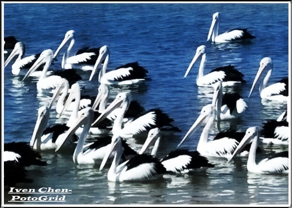 澳洲 黃金海岸(Gold Coast)：《澳洲景點》昆士蘭州黃金海岸魚市場-野生大嘴鳥(鵜鵠)餵食秀/魚市場午餐/2​018.9月澳洲之旅第五部曲-『黃金海岸』