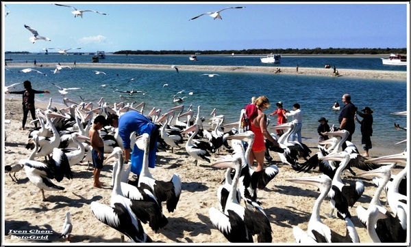 澳洲 黃金海岸(Gold Coast)：《澳洲景點》昆士蘭州黃金海岸魚市場-野生大嘴鳥(鵜鵠)餵食秀/魚市場午餐/2​018.9月澳洲之旅第五部曲-『黃金海岸』