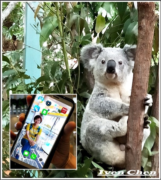 WiFiMay行動分享器：《行動SIM卡租借》網路無國界\暢遊澳洲即時分享不落後，找『WiFiMay行動分享』就對了