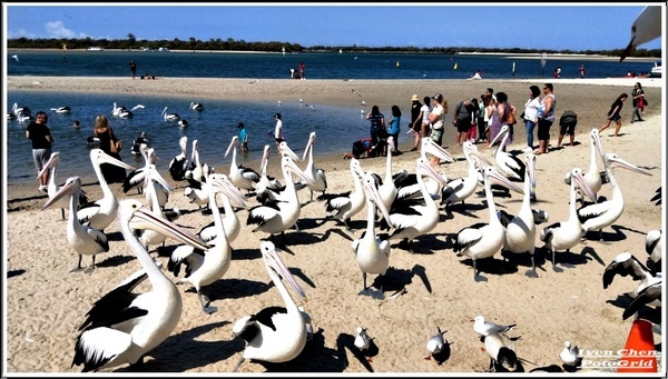 澳洲 黃金海岸(Gold Coast)：《澳洲景點》昆士蘭州黃金海岸魚市場-野生大嘴鳥(鵜鵠)餵食秀/魚市場午餐/2​018.9月澳洲之旅第五部曲-『黃金海岸』