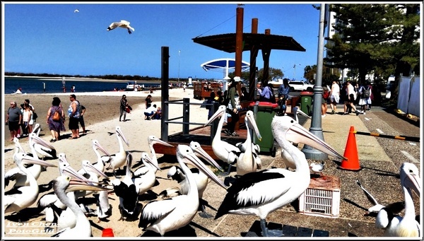 澳洲 黃金海岸(Gold Coast)：《澳洲景點》昆士蘭州黃金海岸魚市場-野生大嘴鳥(鵜鵠)餵食秀/魚市場午餐/2​018.9月澳洲之旅第五部曲-『黃金海岸』