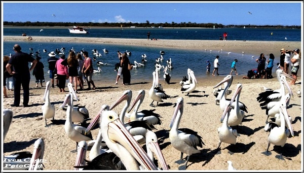 澳洲 黃金海岸(Gold Coast)：《澳洲景點》昆士蘭州黃金海岸魚市場-野生大嘴鳥(鵜鵠)餵食秀/魚市場午餐/2​018.9月澳洲之旅第五部曲-『黃金海岸』