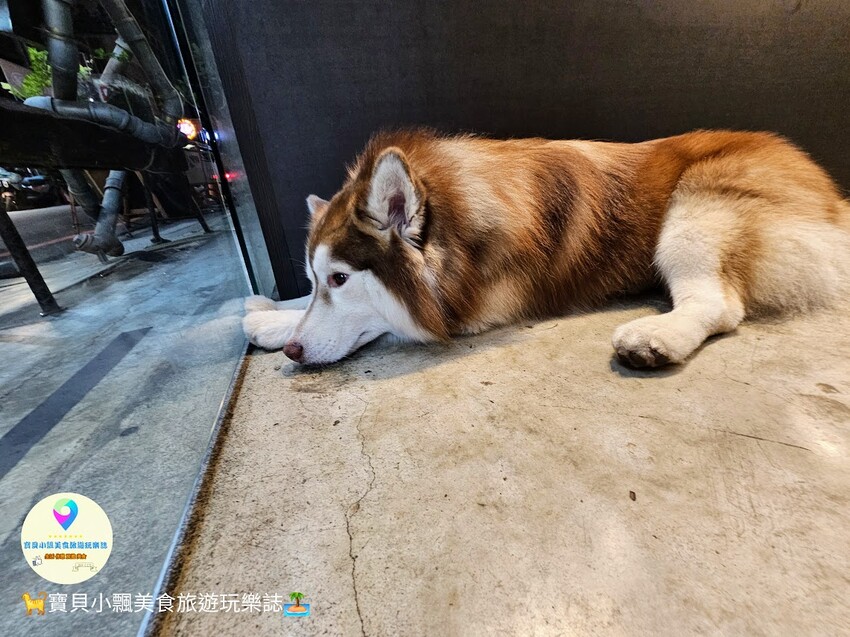 嘉義美食探店!文化路夜市隱藏版,小老闆甜品店必吃豆花奶酪,療癒系店狗陪你度過悠閒時光