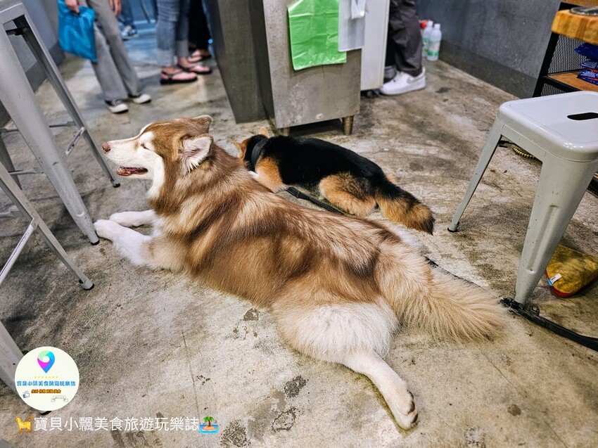 嘉義美食探店!文化路夜市隱藏版,小老闆甜品店必吃豆花奶酪,療癒系店狗陪你度過悠閒時光