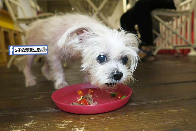 豐宇親子寵物友善餐廳 寵物餐-YUKI吃的超開心