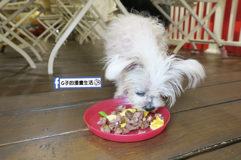 豐宇親子寵物友善餐廳 寵物餐-YUKI吃的超開心