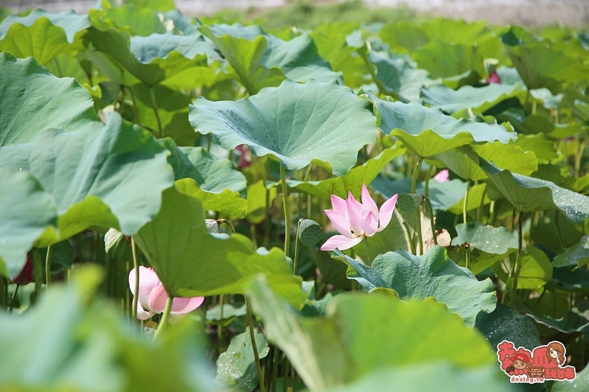【嘉義伴手禮】藏身於荷花田旁的零食食品廠,沒有在地人帶路還找不到的好味道:弘家馨食品 - 熱血玩台南。跳躍新世界