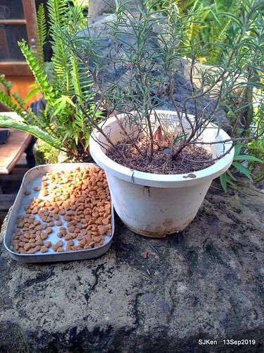 Cafe Hytte, nearby Sandiaoling, Hsinpei City, Taiwan, SJKen, Sep 13, 2019