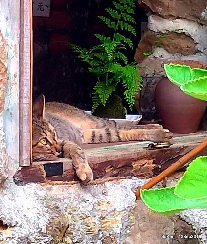 Cafe Hytte, nearby Sandiaoling, Hsinpei City, Taiwan, SJKen, Sep 13, 2019