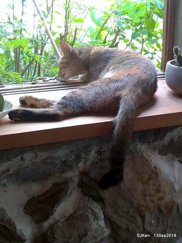 Cafe Hytte, nearby Sandiaoling, Hsinpei City, Taiwan, SJKen, Sep 13, 2019