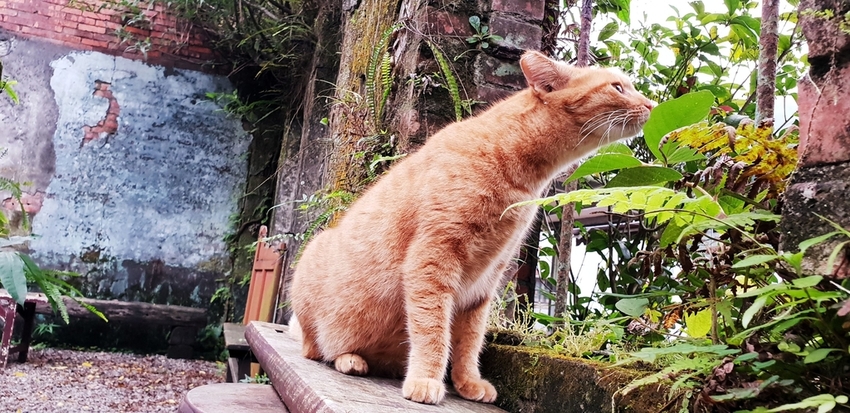 182245.jpg - 【新北.瑞芳】三貂嶺廢墟咖啡。Cafe Hytte隱藏版秘境咖啡超好拍