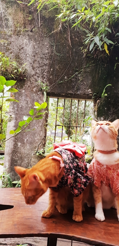 182254.jpg - 【新北.瑞芳】三貂嶺廢墟咖啡。Cafe Hytte隱藏版秘境咖啡超好拍