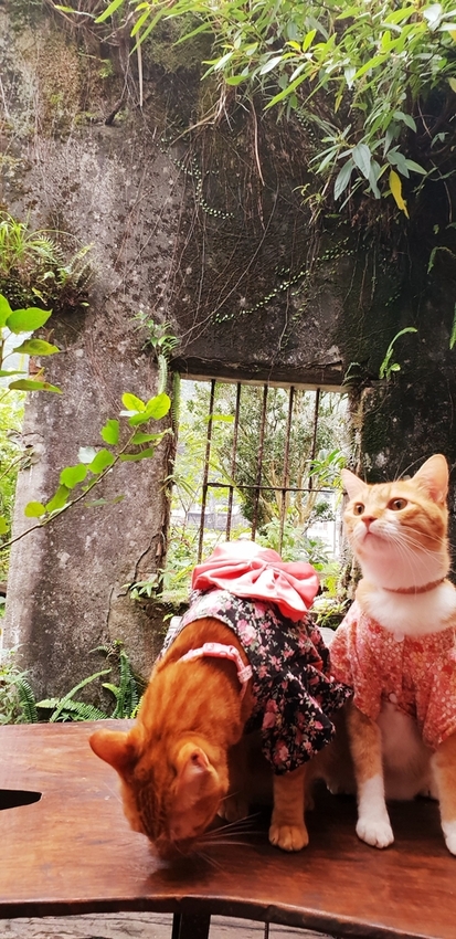 182255.jpg - 【新北.瑞芳】三貂嶺廢墟咖啡。Cafe Hytte隱藏版秘境咖啡超好拍