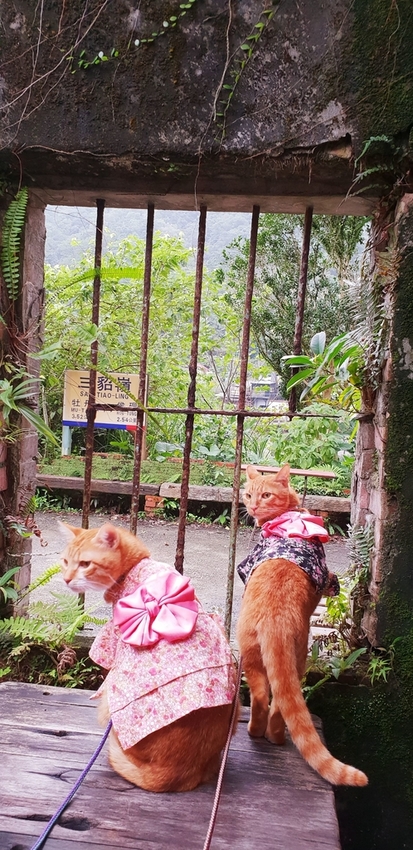 182253.jpg - 【新北.瑞芳】三貂嶺廢墟咖啡。Cafe Hytte隱藏版秘境咖啡超好拍