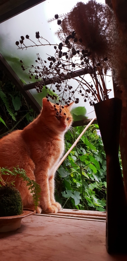 182256.jpg - 【新北.瑞芳】三貂嶺廢墟咖啡。Cafe Hytte隱藏版秘境咖啡超好拍