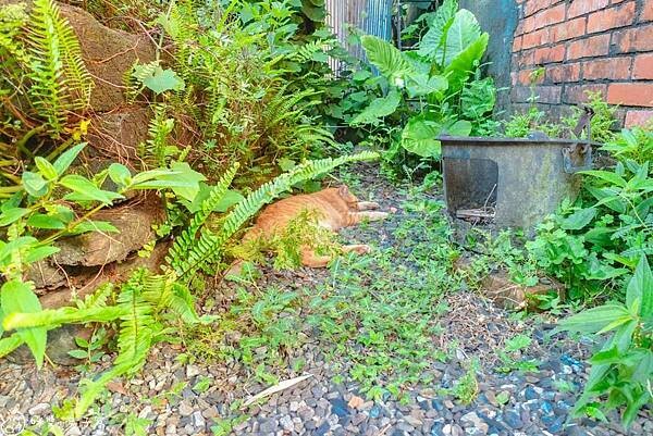 三貂嶺美食。Cafe Hytte 隱藏在新北瑞芳鐵道邊的咖