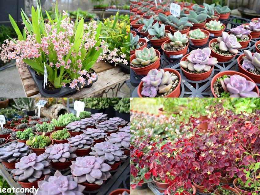 田尾景點_綠果庭院│彰化田尾免費網美打卡景點推薦，全台唯二蒲公英的永生花~ - 愛伊特candy的分享樂園