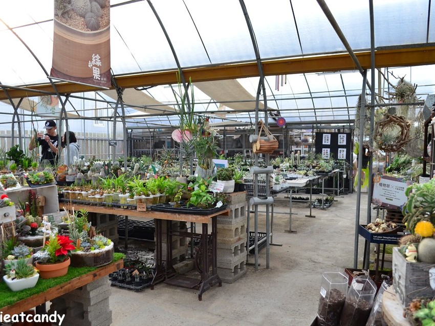 田尾景點_綠果庭院│彰化田尾免費網美打卡景點推薦，全台唯二蒲公英的永生花~ - 愛伊特candy的分享樂園