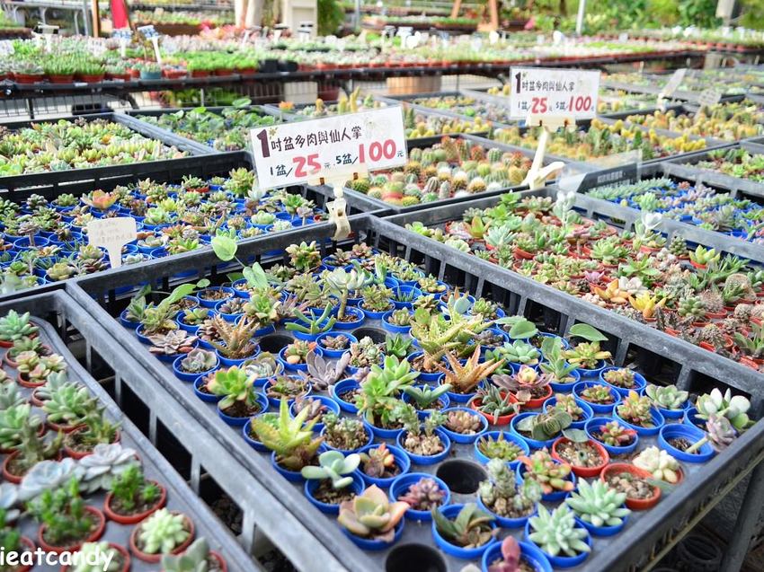 田尾景點_綠果庭院│彰化田尾免費網美打卡景點推薦，全台唯二蒲公英的永生花~ - 愛伊特candy的分享樂園