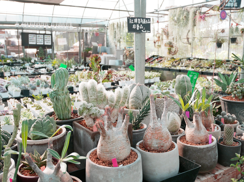 彰化田尾 ▎綠果庭院：Green Life多肉植物重鎮、多肉組盆、網美必訪 - 婗媽。甜栗子的品味生活／美妝保養