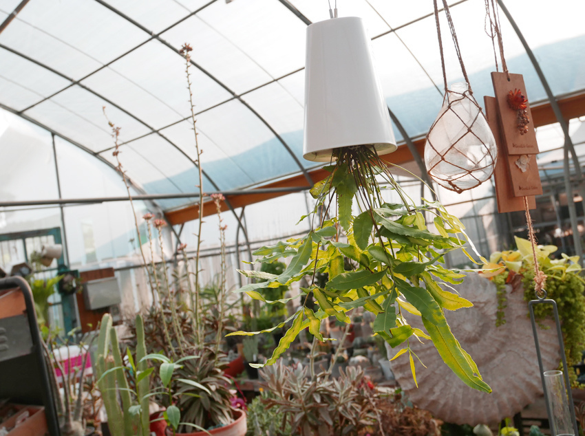 彰化田尾 ▎綠果庭院：Green Life多肉植物重鎮、多肉組盆、網美必訪 - 婗媽。甜栗子的品味生活／美妝保養