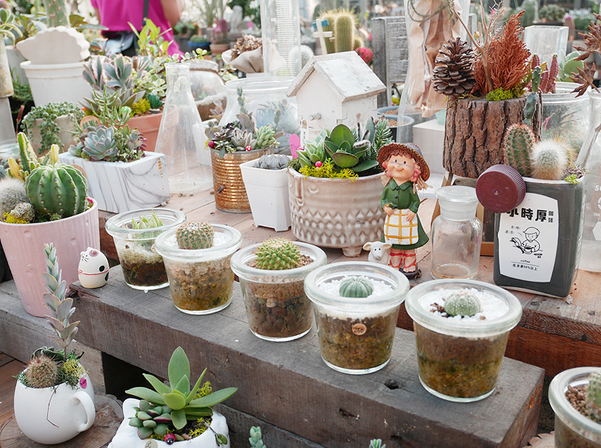 彰化田尾 ▎綠果庭院：Green Life多肉植物重鎮、多肉組盆、網美必訪 - 婗媽。甜栗子的品味生活／美妝保養
