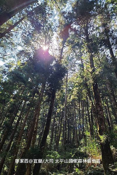 【宜蘭/大同】太平山國家森林遊樂區