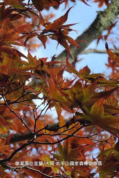 【宜蘭/大同】太平山國家森林遊樂區