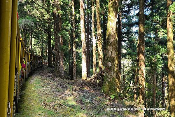 【宜蘭/大同】太平山國家森林遊樂區