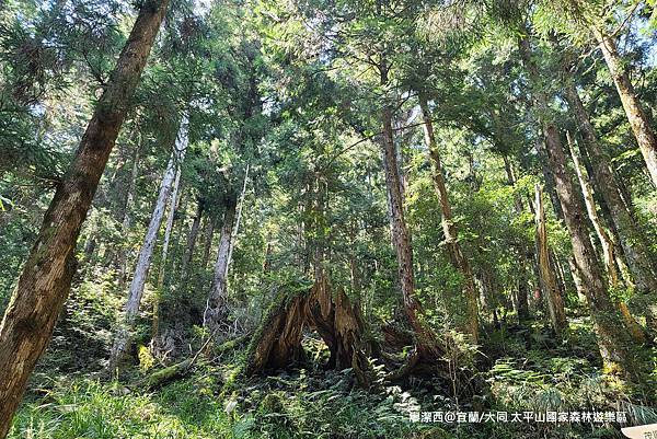 【宜蘭/大同】太平山國家森林遊樂區
