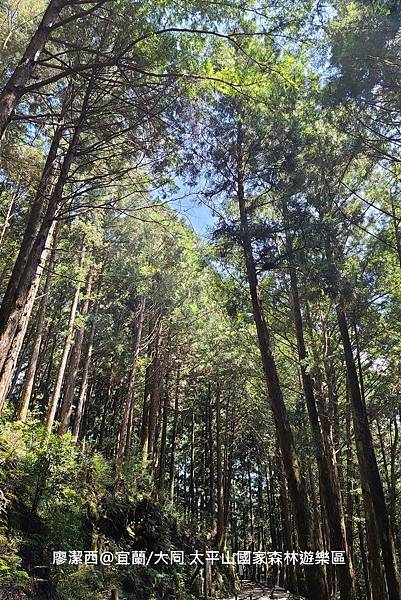 【宜蘭/大同】太平山國家森林遊樂區