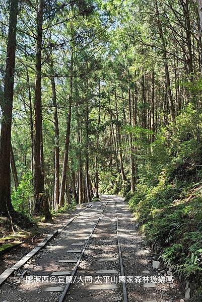 【宜蘭/大同】太平山國家森林遊樂區