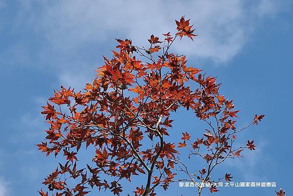 【宜蘭/大同】太平山國家森林遊樂區