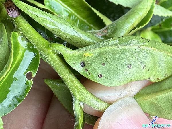 [活動] 新北三峽 甘樂茶事/甘樂文創 品牌暨新品發表會  