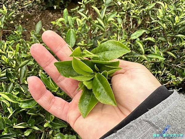 [活動] 新北三峽 甘樂茶事/甘樂文創 品牌暨新品發表會  