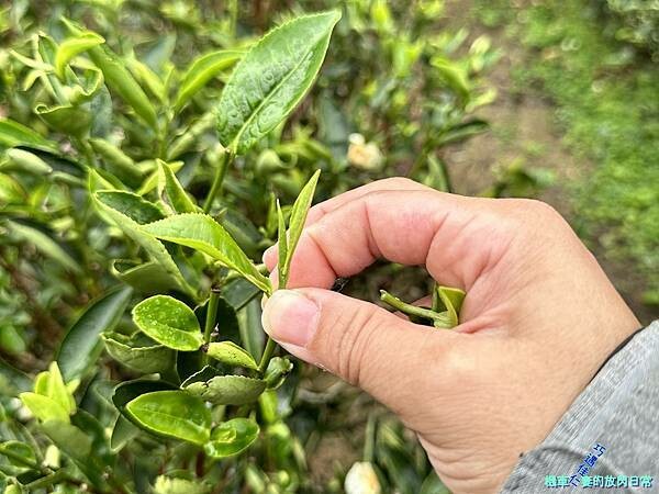 [活動] 新北三峽 甘樂茶事/甘樂文創 品牌暨新品發表會  