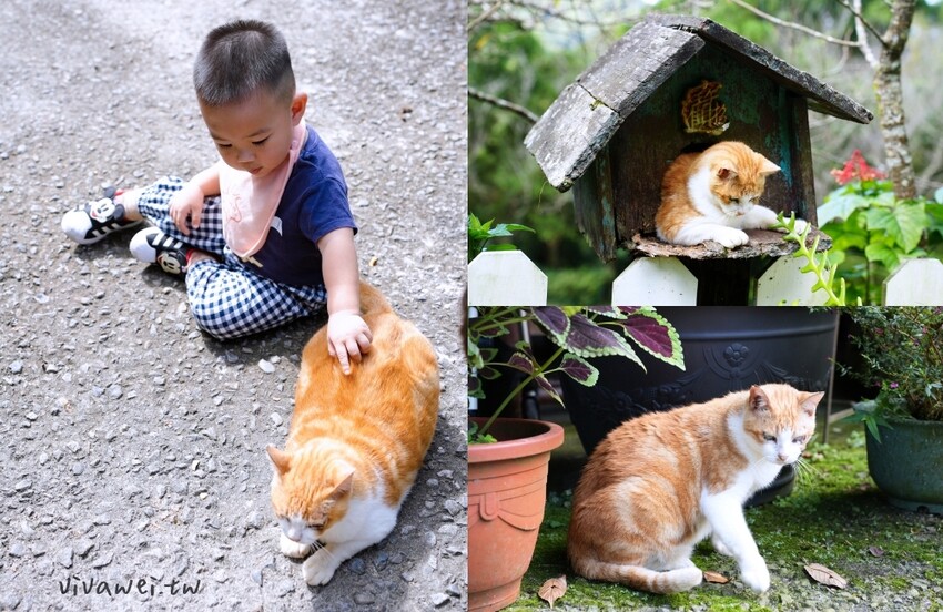 【星仙草】手作湯圓,白玉及芋圓開放宅配了～搭配店家特製花生粉或桂花釀～在家也能輕鬆享用！