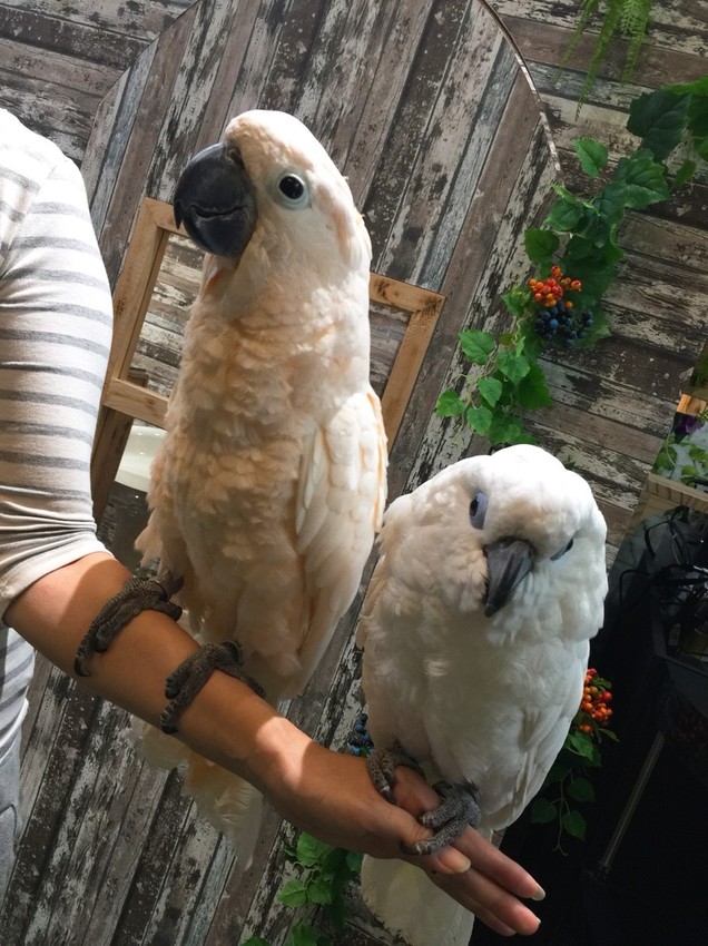 20181104_181118_0012