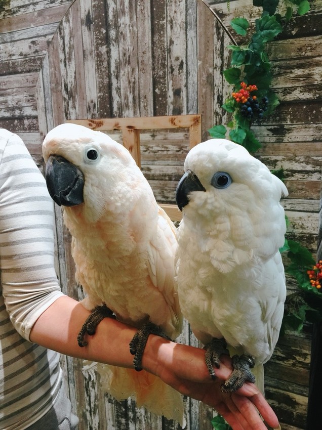 20181104_181118_0009