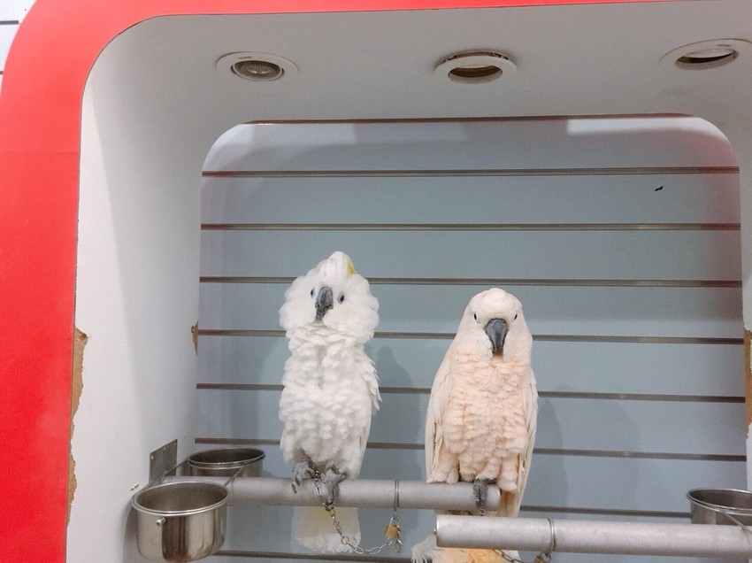 20181104_181118_0021