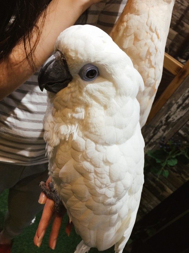 20181104_181118_0013