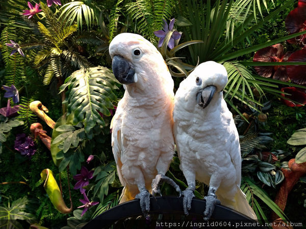 松山火車站旁 饒河街夜市必買 健康好喝真材實料的八寶家飲品!
