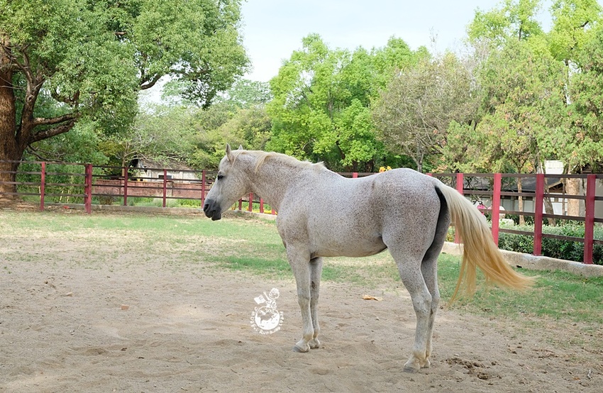 台中花博后里馬場森林園區