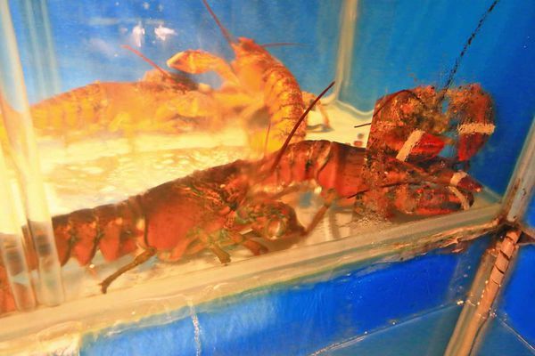 【新莊美食】なべNabe日式火鍋.燒烤-手臂般巨大明蝦及比臉大三倍帝王蟹火鍋店