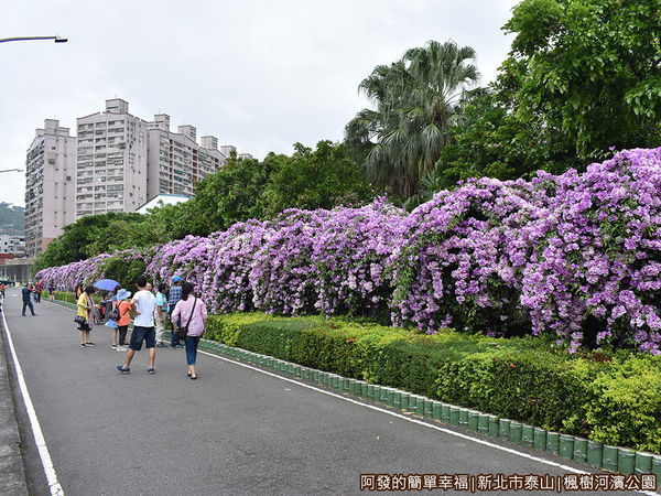 楓樹河濱公園12-約兩百公尺長的紫色花海瀑布.JPG